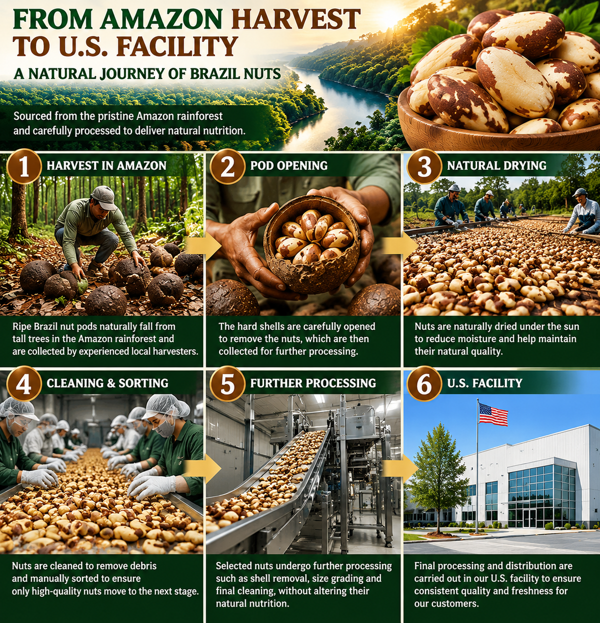 🌿 Premium Amazon Brazil Nuts – Nature’s Selenium Powerhouse, Nutrient-Dense Goodness for Brain & Heart Health-8RH7